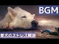 【犬のストレス解消音楽】効果抜群！犬が自然と眠るように作られたBGM