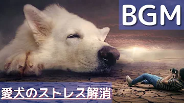 تحميل 動物が寝る歌 Mp4 Mp3 تحميل 動物が寝る歌 Mp4 Mp3