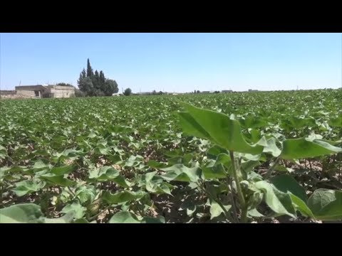 القطن يعود إلى حقول عين العرب كوباني 