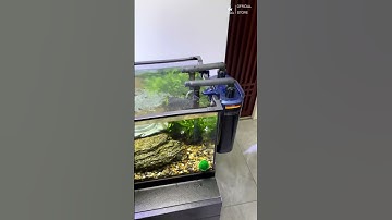 Lưới Từ Tính Chống Cá Nhảy Voonline - Bảo Vệ Hoàn Hảo Cho Bể Cá Cảnh #cácảnh #beca #thuysinh