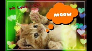 The most wonderful moments with my cats..cute..playing..meaw.. by Cat Lovers club 75 views 4 years ago 4 minutes, 37 seconds