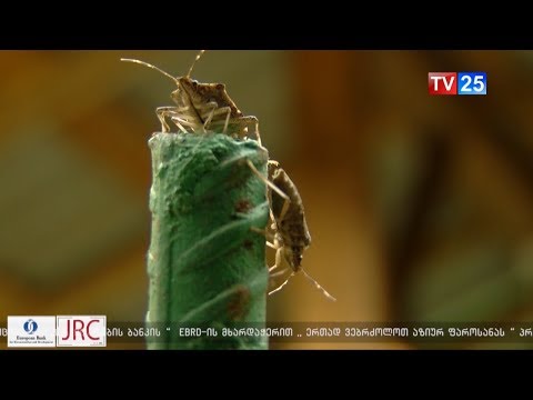 რა ევალება ფერმერს და რა სახელმწიფოს - ლევან დავითაშვილის განმარტება