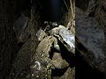 POV A Baby Monitor Lizard Reveals a Hidden Underground World#shorts#shortsviral#viral#pov#povanimal