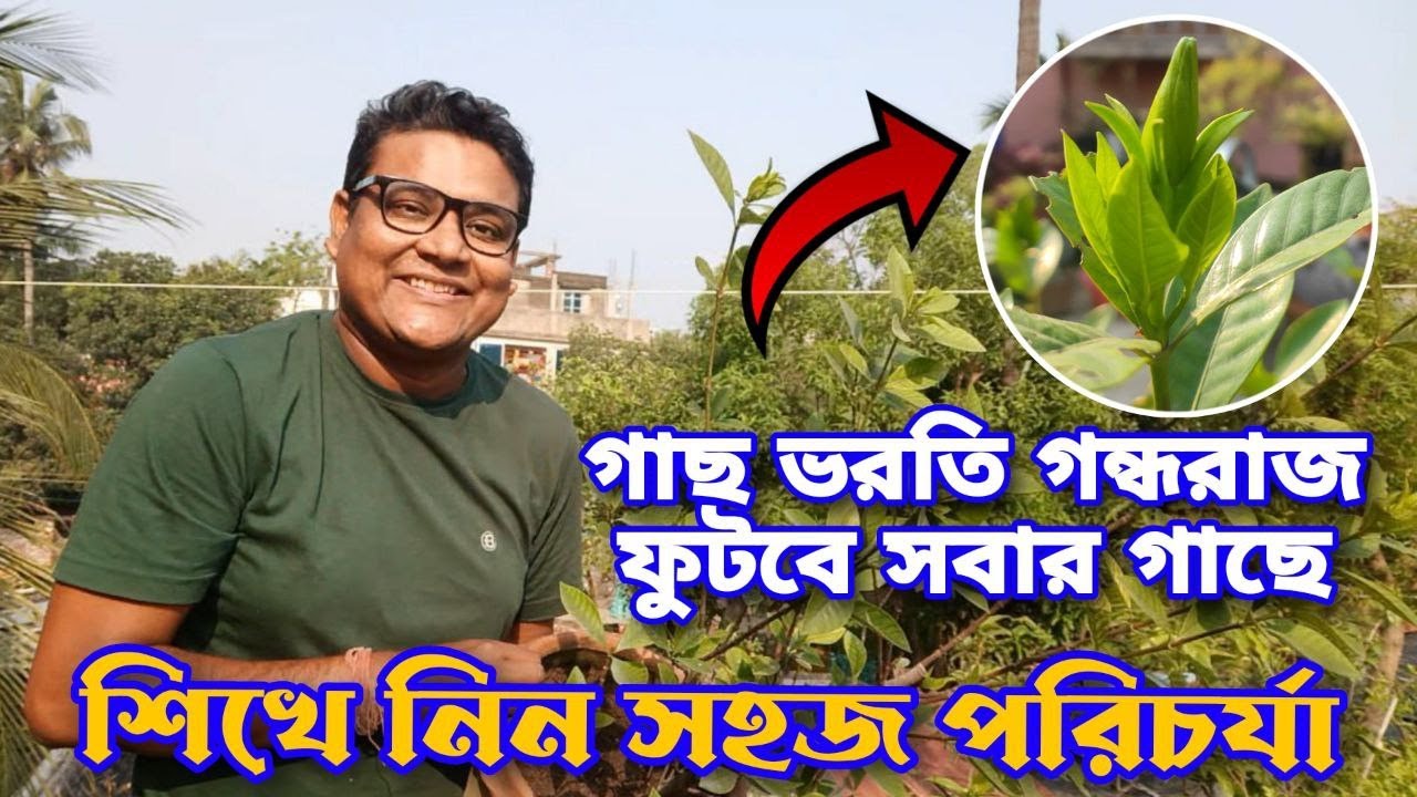 সবার গন্ধরাজ গাছে আসবে প্রচুর ফুল শিখে নিন কি করতে হবে | Gardenia / Gandharaj plant care in summer |