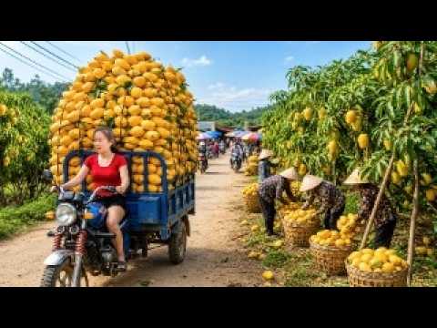 Massive Mango Harvest | 500KG Picked and Sold at the Village Market