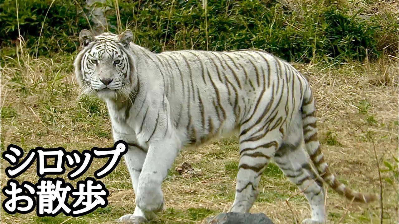 ホワイトタイガー　シロップママ　お散歩中です【伊豆アニマルキングダム】White tiger Syrup Izu Animal Kingdom 