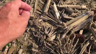 Give Your Soybeans A Fast Start With Preside Ultra