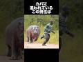釣りをしていた男性がカバに襲われて両足を喰われた事件　　　　　　　#事件解説 #怖い話 #かば