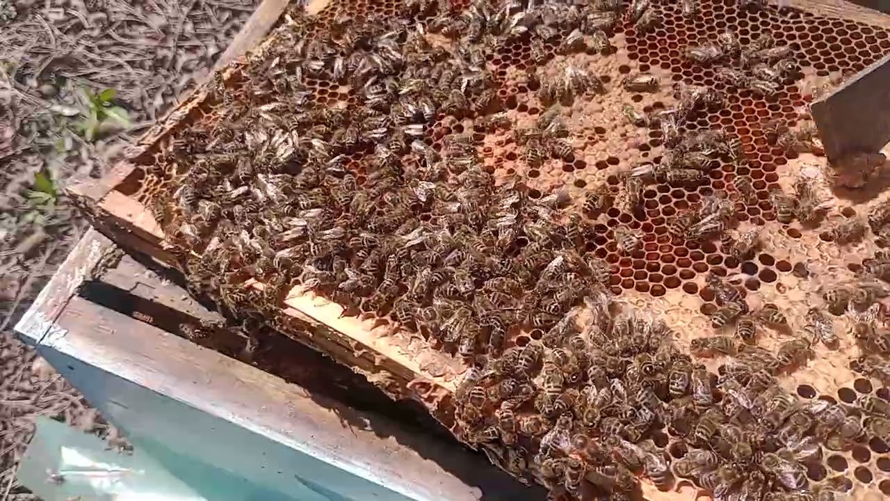 Przegląd wiosenny rodziny pszczelej, kontrola ilości czerwiu 4 kwietnia 2025r.