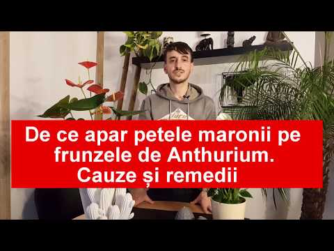 Video: De Ce Frunzele De Anturiu Se îngălbenesc