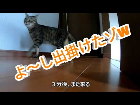 監視カメラは見た 留守番猫の謎行動 Youtube