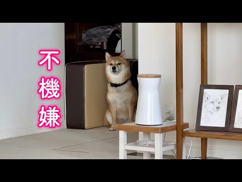 This tsundere Shiba Inu is adorable as he glares at his