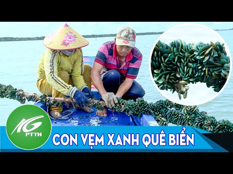 Video Ký ức miền quê | Con vẹm xanh quê biển | THKG - youtube