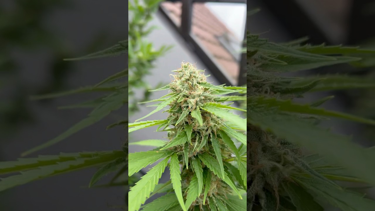 No more sun for now.” ☀️Mimosa X Orange Punch  🍑👊🏼