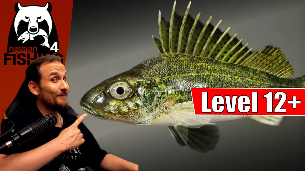 Russian Fishing 4 - Belaja - Kaulbarsch Grundangeln Level 12