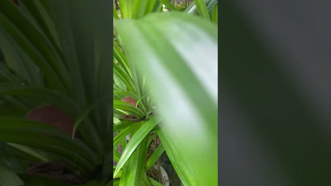 Pandan Leaf plant, herbal plant , it contains the incredible health benefits
