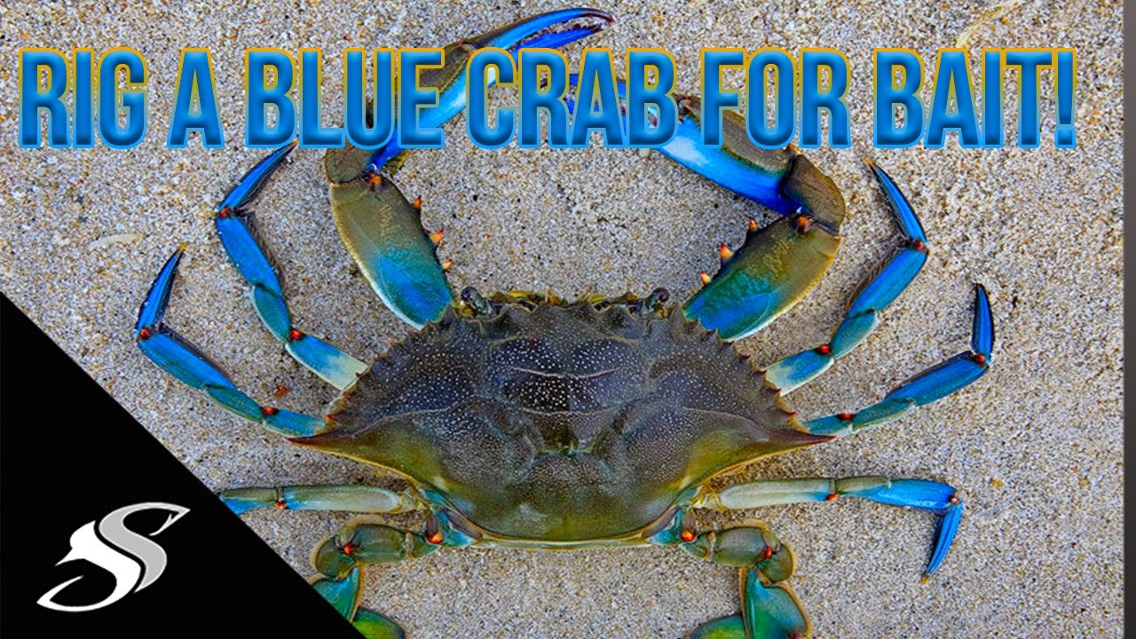 How to Rig a Blue Crab for Fishing - Redfish Candy! 