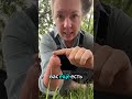 Стреляют ли дикобразы своими иглами?
