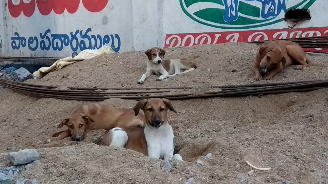 pets and animals for sale Dog eating bone | raw meat | eating | street dog eating | cute | domestic| bone | |