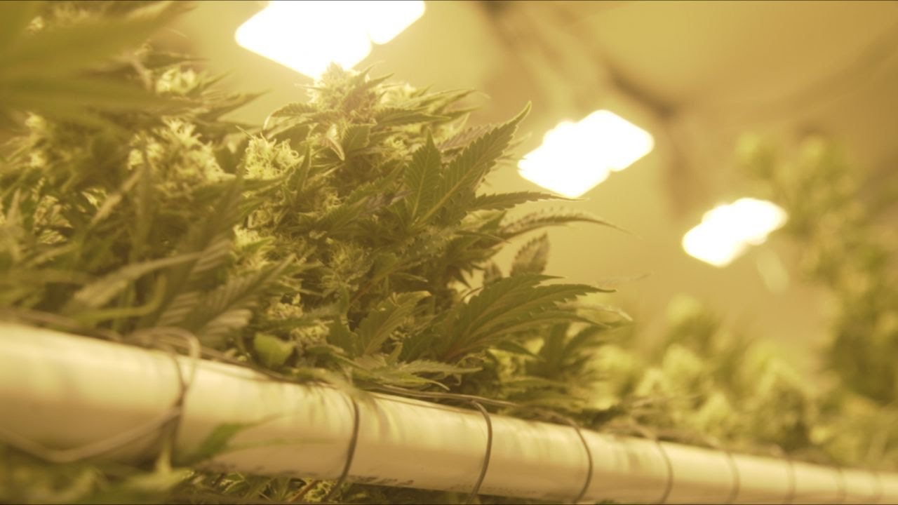 Legal cannabis companies still face hurdles