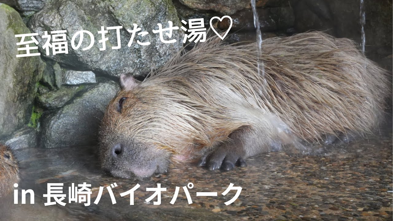 至福の打たせ湯で幸せのひととき…🤎~長崎バイオパーク~