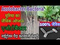 Azotobacter | एजोटोबैक्टर - पौधों को नाईट्रोजन उपलब्ध करवाने वाले बैक्टीरिया