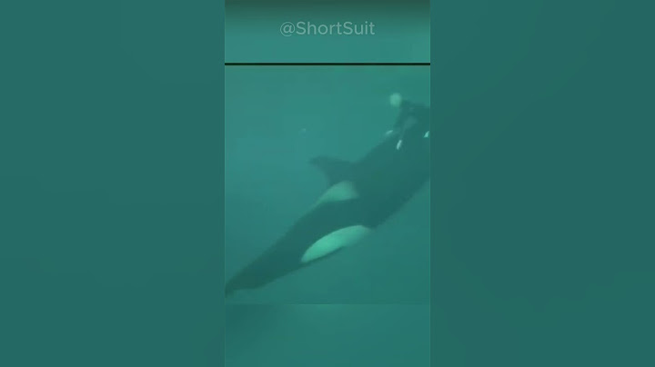 Killer Whale attack on the Trainer #shorts #killerwhales