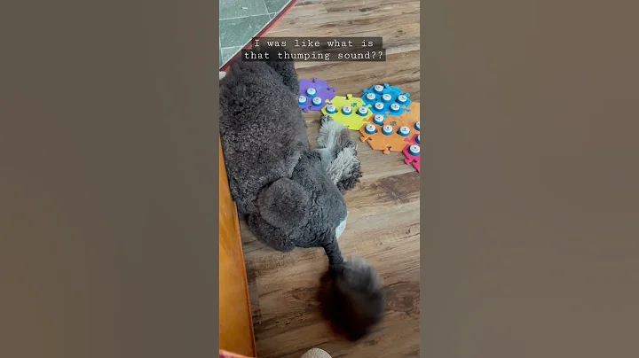 Must be an excellent dream😂 #shortsmas #funnydog #thumper