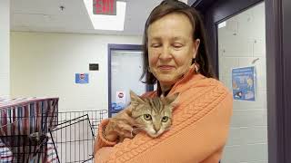 Volunteering - Cat Socializers