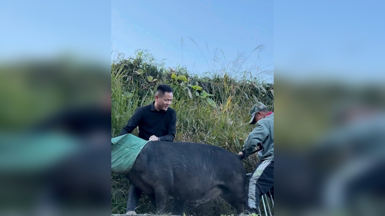 这大山里的土猪。无论藏到哪，躲到哪，都会被我找到，并且接它们出山，带给远方的你们