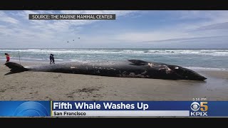 Recent Bay Area Whale Deaths Concern Scientists