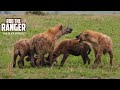 Hyenas Chew On A Gnu Head | Maasai Mara Safari | Zebra Plains