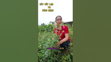 CÂY CỨT LỢN VÀ CÔNG DỤNG