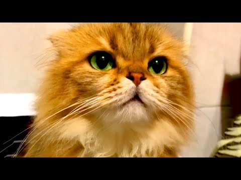 Cute Cats to Make You Laugh | Funny Pet Videos