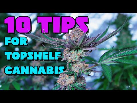 10 Tips for Growing Top Shelf Weed [How to Grow High-Quality Cannabis!]