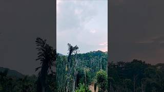 Life outside window 🪟#nature #freshair #resortvibes #windowview #sakleshpur #lifeisbutadream