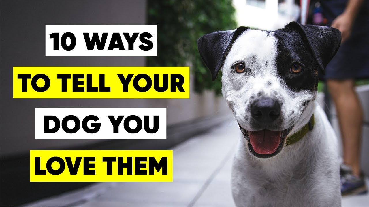 10 Ways To TELL Your Dog You LOVE Them - YouTube