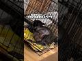 【900万再生】犬の出産はとても過酷