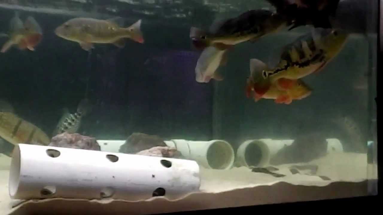 450 Gallon Peacock Bass Tank YouTube