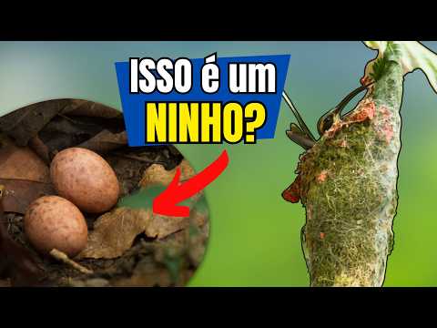 Surprising: Not all BIRD BUILD A NESTS! Discover ALL TYPES of BIRD NESTS in the world!