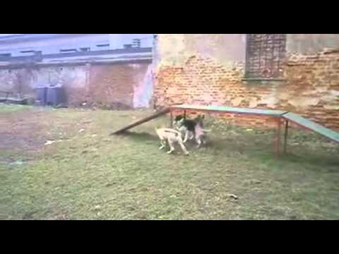 Video: Socializzazione Dei Cuccioli, Parte 2