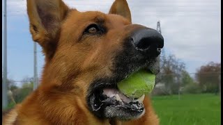 Niagara’s internet sensation Buddy the Dog has passed away