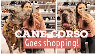 Taking My PROTECTIVE Cane Corso Shopping With Me by Michelle Brasil 2,982 views 2 years ago 8 minutes, 43 seconds