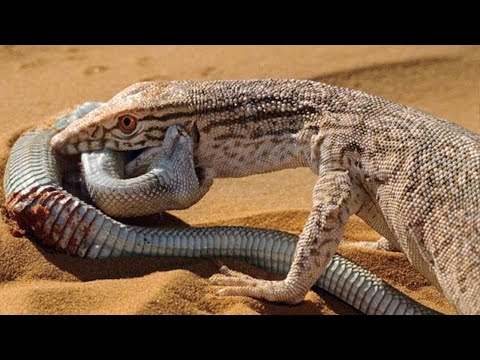 Видео: Гигантский варан – Настоящий истребитель змей! Его боятся Самые ядовитые змеи в мире!