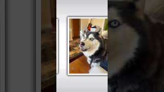 Husky! #huskylife #wolfdog #lifestyle #familylife