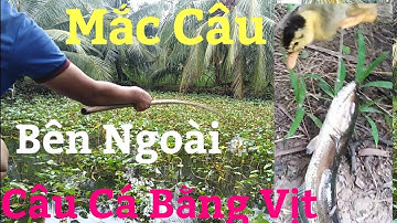 Nhấp Vịt Ổ Ròng Ròng Đỏ Lý Tưởng Cá Lóc Mẹ Táp Bạo Quẩy 1 Phát Lưỡi Móc Vô Mang Liền Hết Cửa Thoát
