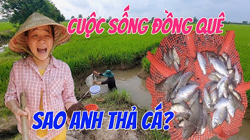 Bắt cá trong ruộng lúa/hành trình bắt cá rô non tại cánh đồng/những trải nghiệm thú vị ở miền tây