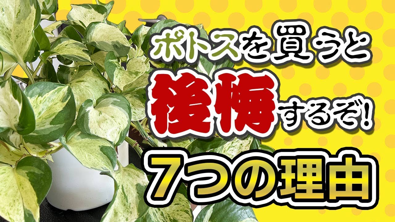 7 reasons why you'll regret buying a pothos! - YouTube