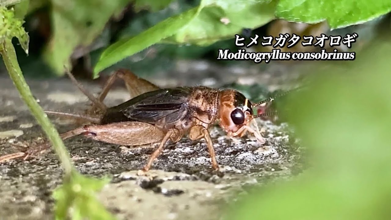 沖縄のコオロギ ヒメコガタコオロギ Modicogryllus consobrinus 南西諸島の昆虫 Crickets insects ...