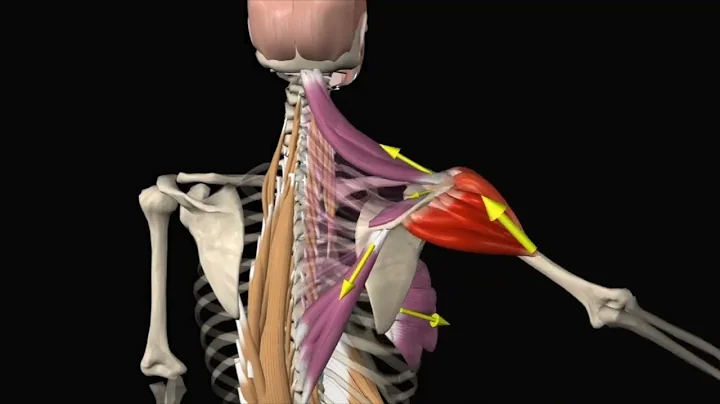 Shoulder joint Rotator cuff force couple - How shoulder impingement pain occurs!